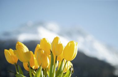 Tulpen im Schnee